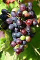 English Grapes